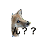 豆柴いっぺいちゃん①（個別スタンプ：34）