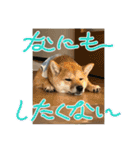 豆柴いっぺいちゃん①（個別スタンプ：35）