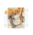 豆柴いっぺいちゃん①（個別スタンプ：38）