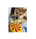 豆柴いっぺいちゃん①（個別スタンプ：39）