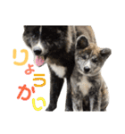 秋田犬 サン＆カイ チワワ ばんび（個別スタンプ：1）