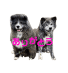秋田犬 サン＆カイ チワワ ばんび（個別スタンプ：2）