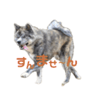 秋田犬 サン＆カイ チワワ ばんび（個別スタンプ：3）