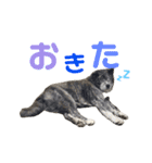 秋田犬 サン＆カイ チワワ ばんび（個別スタンプ：4）