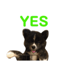 秋田犬 サン＆カイ チワワ ばんび（個別スタンプ：7）