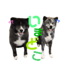 秋田犬 サン＆カイ チワワ ばんび（個別スタンプ：11）