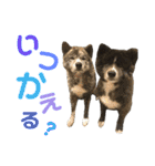 秋田犬 サン＆カイ チワワ ばんび（個別スタンプ：13）