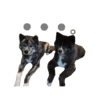 秋田犬 サン＆カイ チワワ ばんび（個別スタンプ：14）