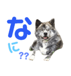秋田犬 サン＆カイ チワワ ばんび（個別スタンプ：15）