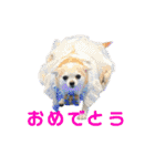 秋田犬 サン＆カイ チワワ ばんび（個別スタンプ：16）