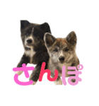 秋田犬 サン＆カイ チワワ ばんび（個別スタンプ：17）