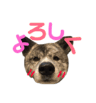 秋田犬 サン＆カイ チワワ ばんび（個別スタンプ：18）