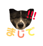 秋田犬 サン＆カイ チワワ ばんび（個別スタンプ：19）