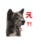 秋田犬 サン＆カイ チワワ ばんび（個別スタンプ：20）