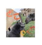 秋田犬 サン＆カイ チワワ ばんび（個別スタンプ：21）
