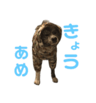 秋田犬 サン＆カイ チワワ ばんび（個別スタンプ：22）