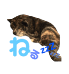 秋田犬 サン＆カイ チワワ ばんび（個別スタンプ：23）