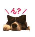 秋田犬 サン＆カイ チワワ ばんび（個別スタンプ：24）