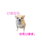秋田犬 サン＆カイ チワワ ばんび（個別スタンプ：25）