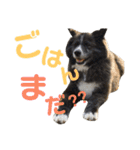 秋田犬 サン＆カイ チワワ ばんび（個別スタンプ：26）