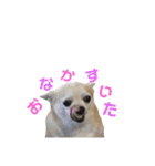 秋田犬 サン＆カイ チワワ ばんび（個別スタンプ：27）