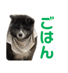 秋田犬 サン＆カイ チワワ ばんび（個別スタンプ：28）