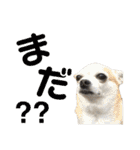 秋田犬 サン＆カイ チワワ ばんび（個別スタンプ：29）