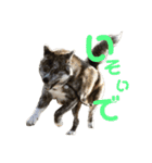 秋田犬 サン＆カイ チワワ ばんび（個別スタンプ：31）