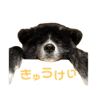 秋田犬 サン＆カイ チワワ ばんび（個別スタンプ：32）