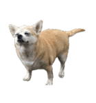 秋田犬 サン＆カイ チワワ ばんび（個別スタンプ：34）