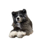秋田犬 サン＆カイ チワワ ばんび（個別スタンプ：35）