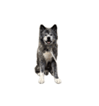 秋田犬 サン＆カイ チワワ ばんび（個別スタンプ：36）