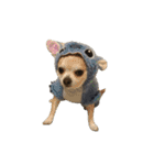 秋田犬 サン＆カイ チワワ ばんび（個別スタンプ：37）