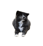 秋田犬 サン＆カイ チワワ ばんび（個別スタンプ：38）