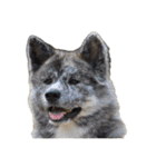 秋田犬 サン＆カイ チワワ ばんび（個別スタンプ：39）