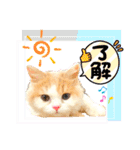 ミラちゃん⭐︎ラガマフィン子猫スタンプ（個別スタンプ：22）