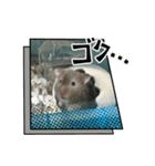 セーブルハムスターのエルモちゃん（個別スタンプ：1）