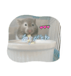 セーブルハムスターのエルモちゃん（個別スタンプ：3）