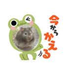 セーブルハムスターのエルモちゃん（個別スタンプ：6）