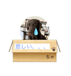 セーブルハムスターのエルモちゃん（個別スタンプ：8）