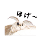 カイコちゃんかわいいスタンプ①（個別スタンプ：13）