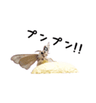 カイコちゃんかわいいスタンプ①（個別スタンプ：19）