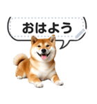 リアルな柴犬で挨拶しよっ！（個別スタンプ：2）