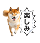 リアルな柴犬で挨拶しよっ！（個別スタンプ：6）