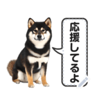 リアルな柴犬で挨拶しよっ！（個別スタンプ：8）