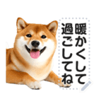 リアルな柴犬で挨拶しよっ！（個別スタンプ：15）