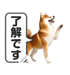 リアルな柴犬で挨拶しよっ！（個別スタンプ：20）