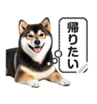 リアルな柴犬で挨拶しよっ！（個別スタンプ：23）