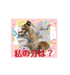 動く愛犬の言葉 日常生活に使える言葉特集（個別スタンプ：7）