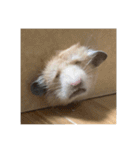 フガっとふがちゃん（個別スタンプ：1）